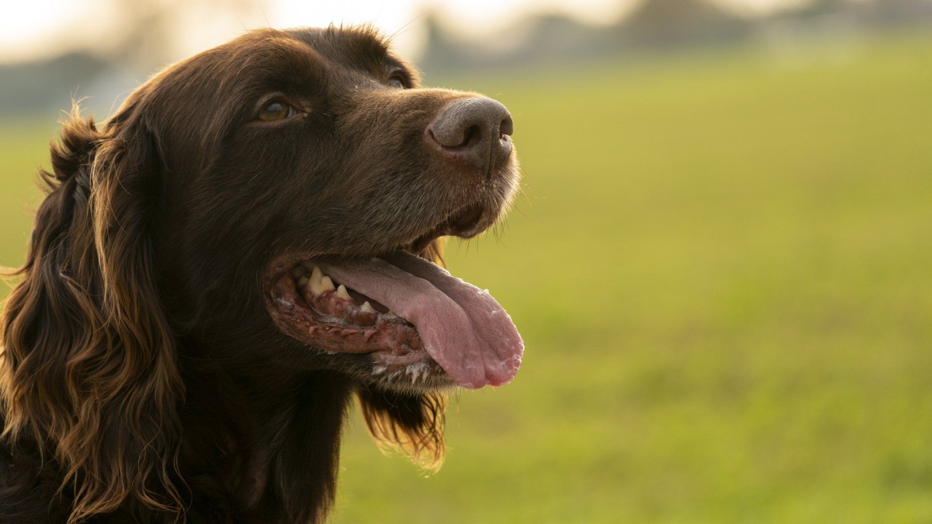 Brown dog with its tongue out