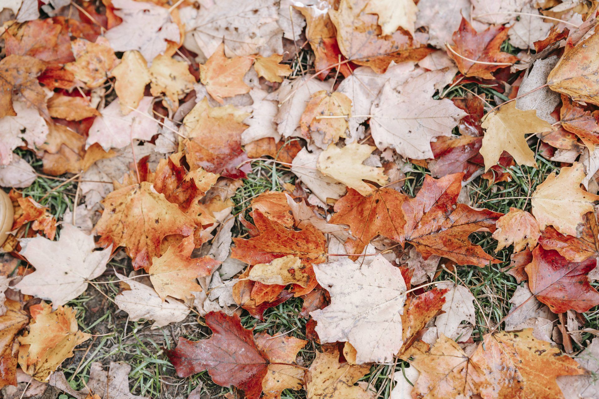 There are many different types of leaves on the ground.