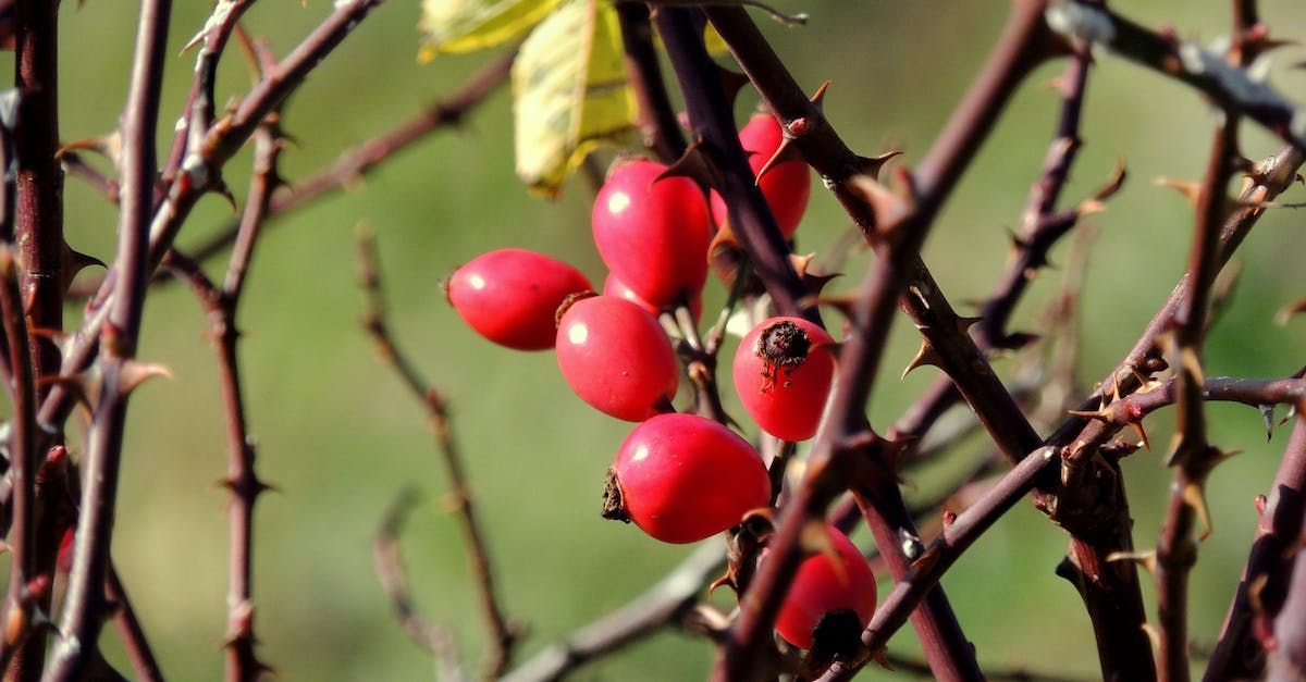 Seeds of Life - A Poem by Sue Cartwright, Spiral Leaf