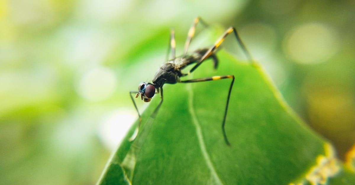 Un primo piano di una zanzara seduta sopra una foglia verde.