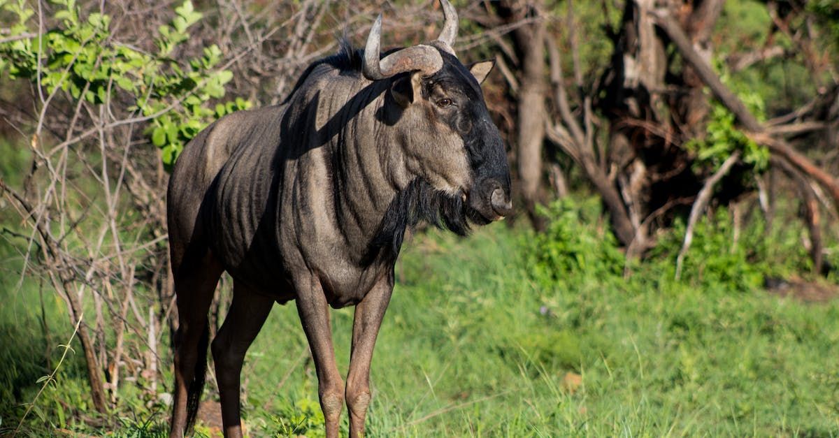 a wildebeest standing in the grass with trees in the background