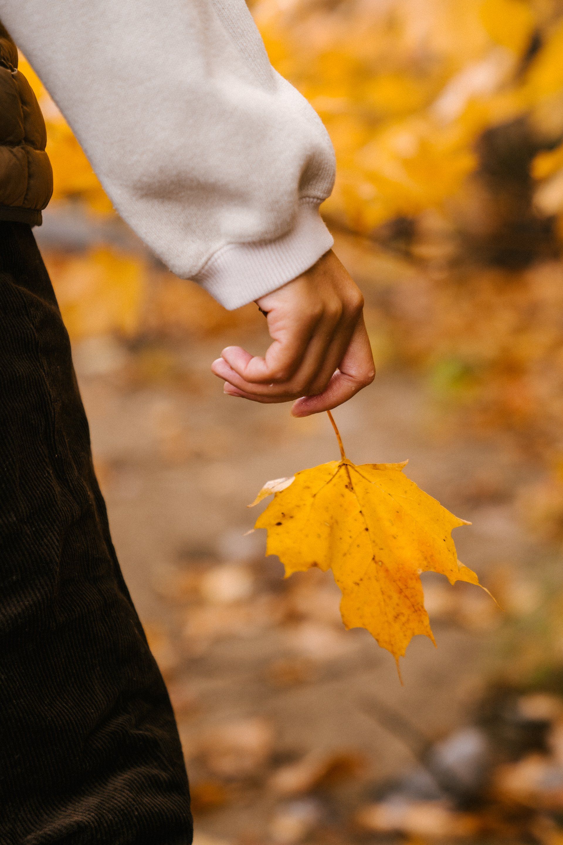 a person is holding a yellow leaf in their hand .