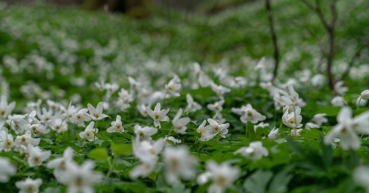 ett hav av blommande vitsippor i lundmiljö
