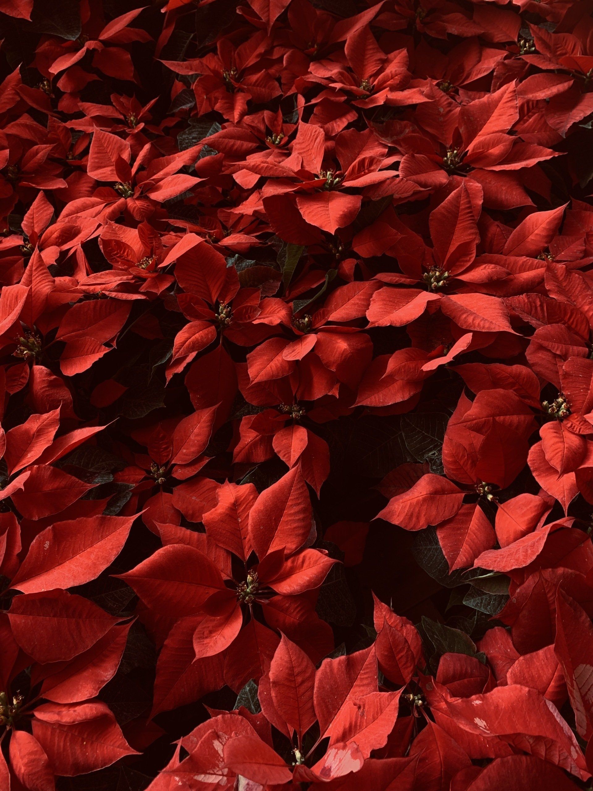 Poinsettias for Christmas