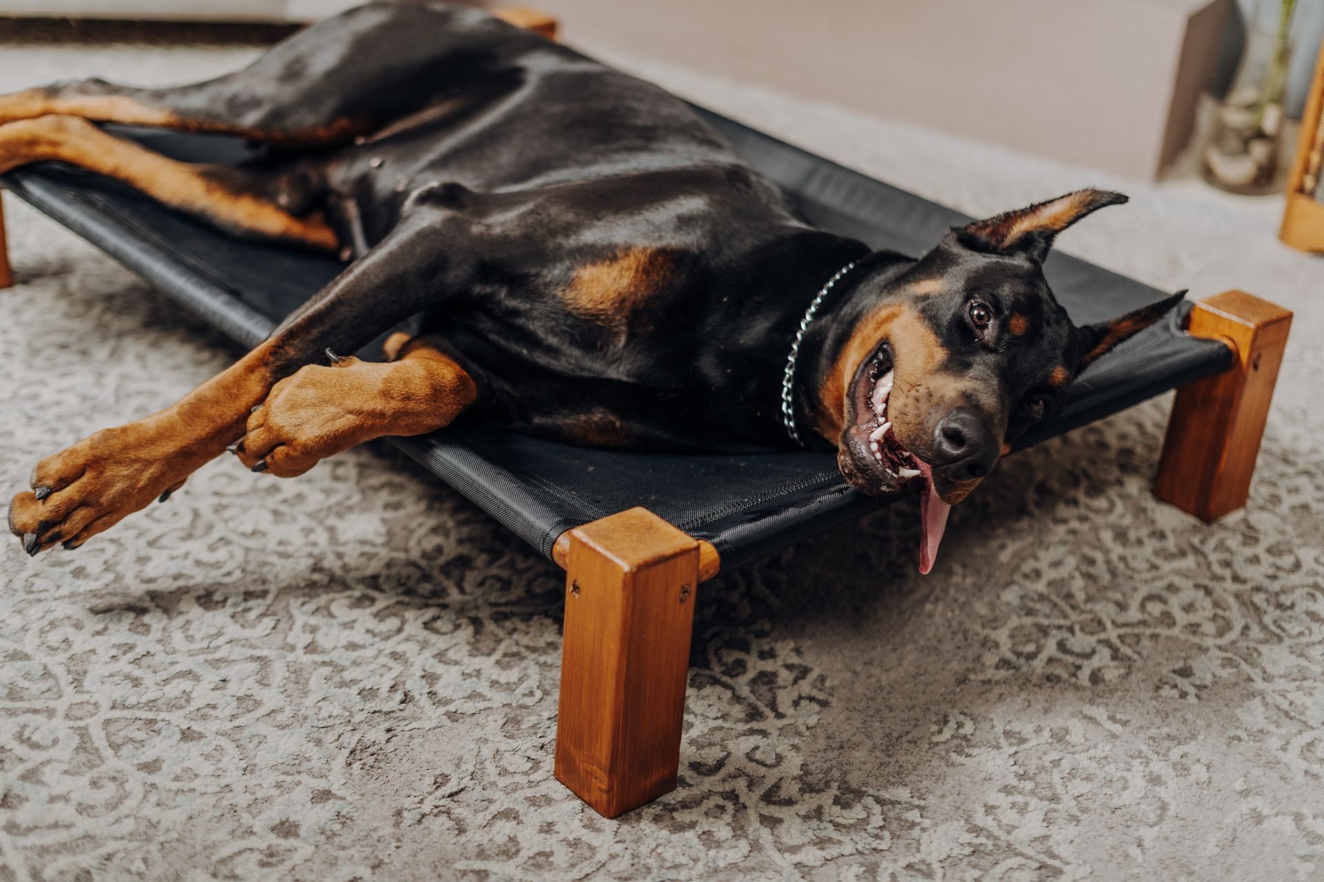 Dobermann sprawled out on dog bed