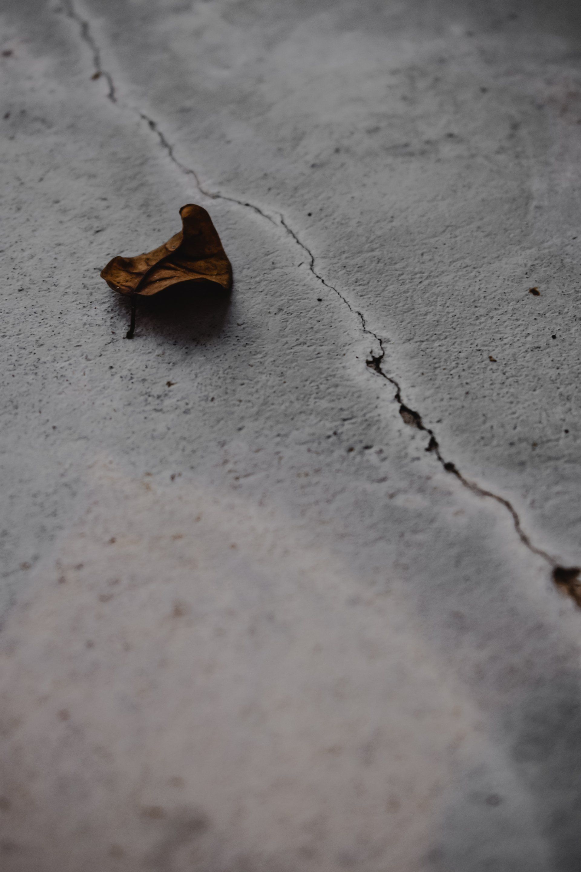 A leaf is laying on a cracked concrete surface.