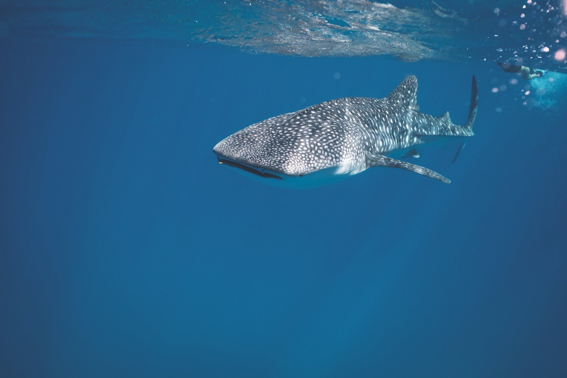 A whale shark swimming in deep blue waters. 