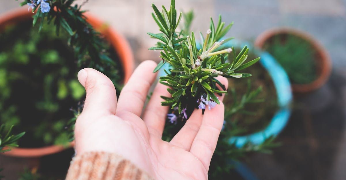 a person is holding a sprig of rosemary in their hand .