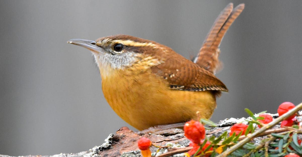 A small brown wren is perched on a branch with red berries.