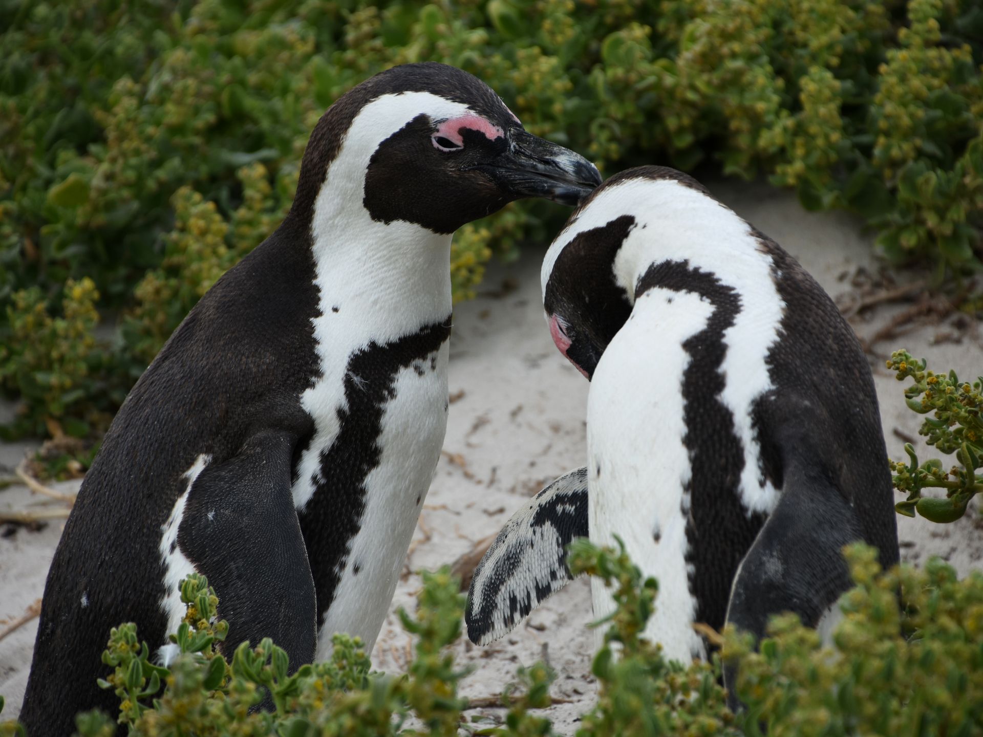 Banded/ Cape Penguins