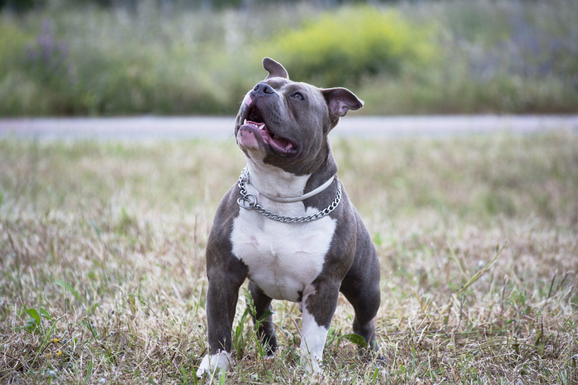 a happy pit bull dog is standing in the grass with its tongue out .