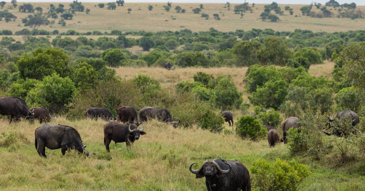 a herd of african buffalo grazing in a grassy field