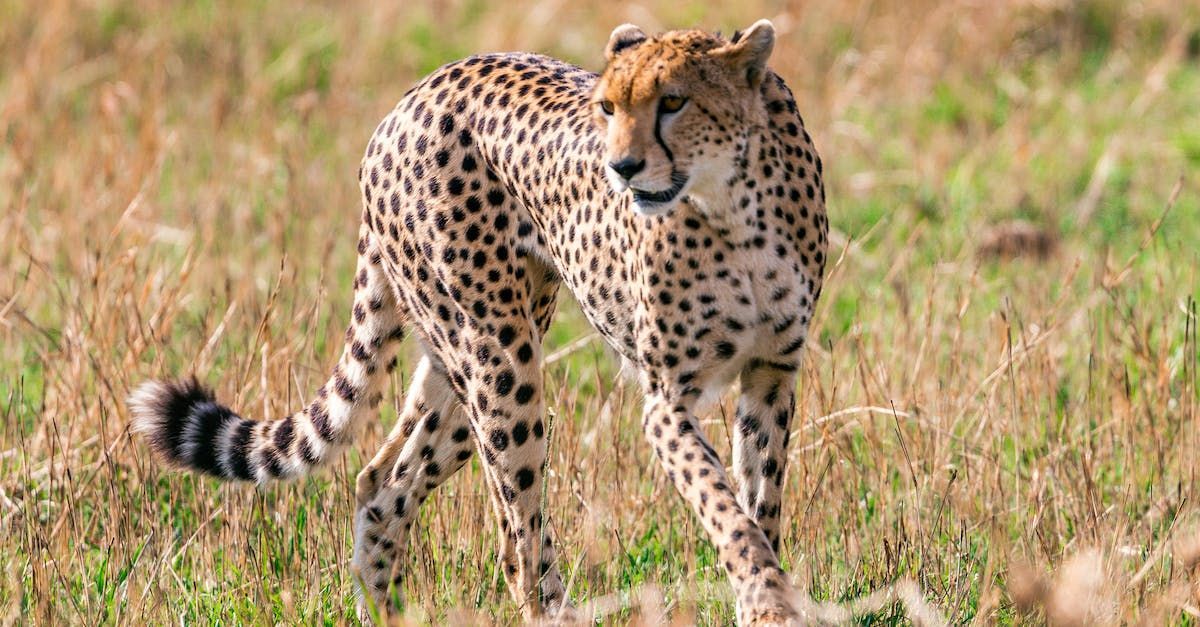 A cheetah is walking through a grassy field.