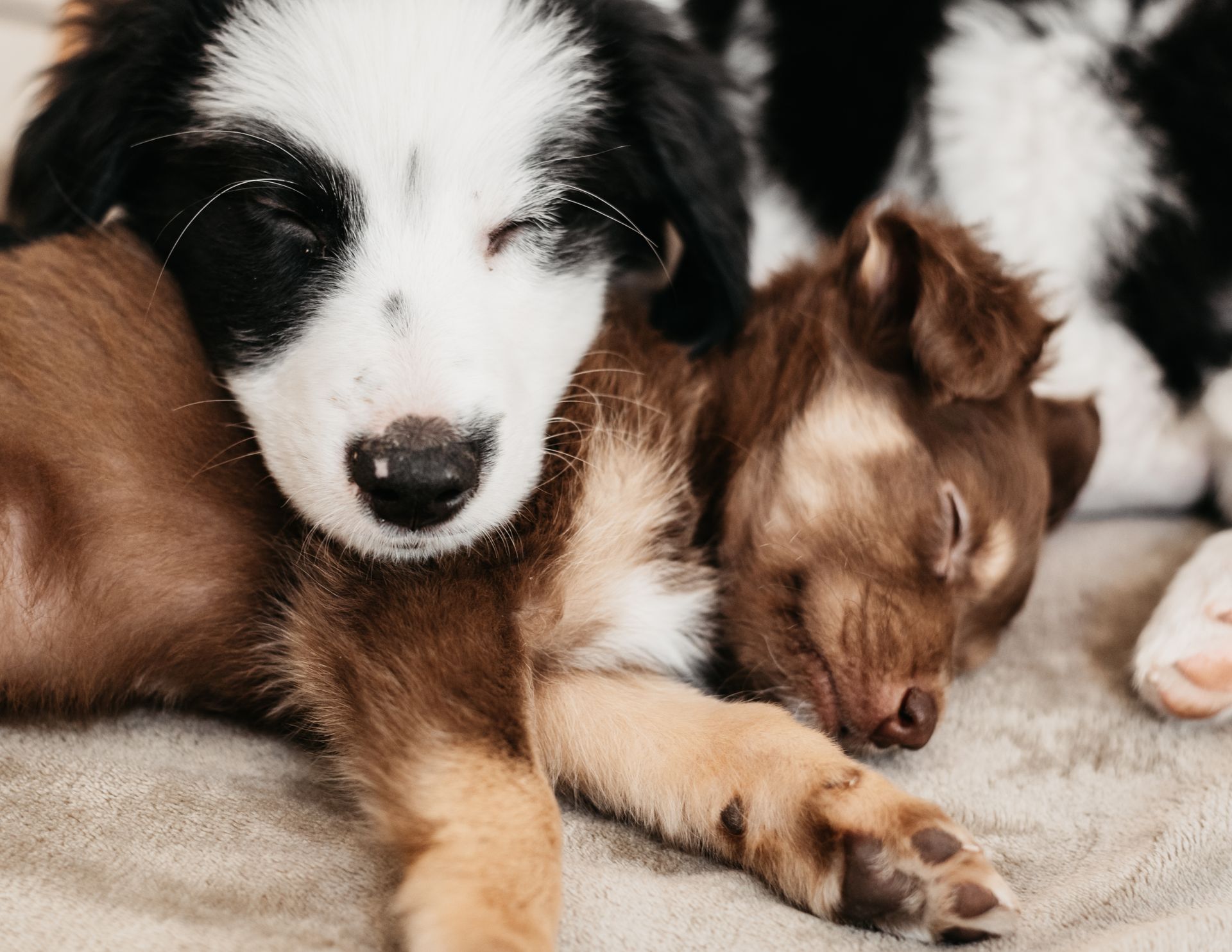 two puppies are sleeping next to each other on a blanket .