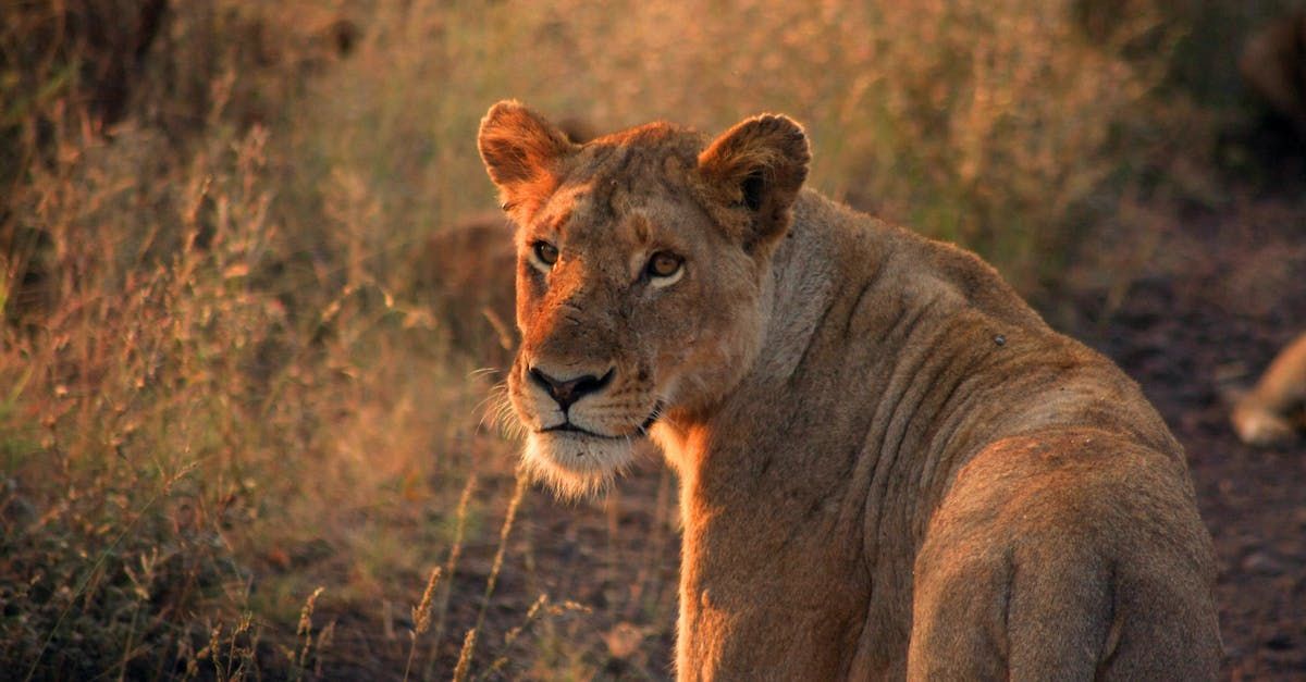 A lioness is sitting in the grass looking at the camera.