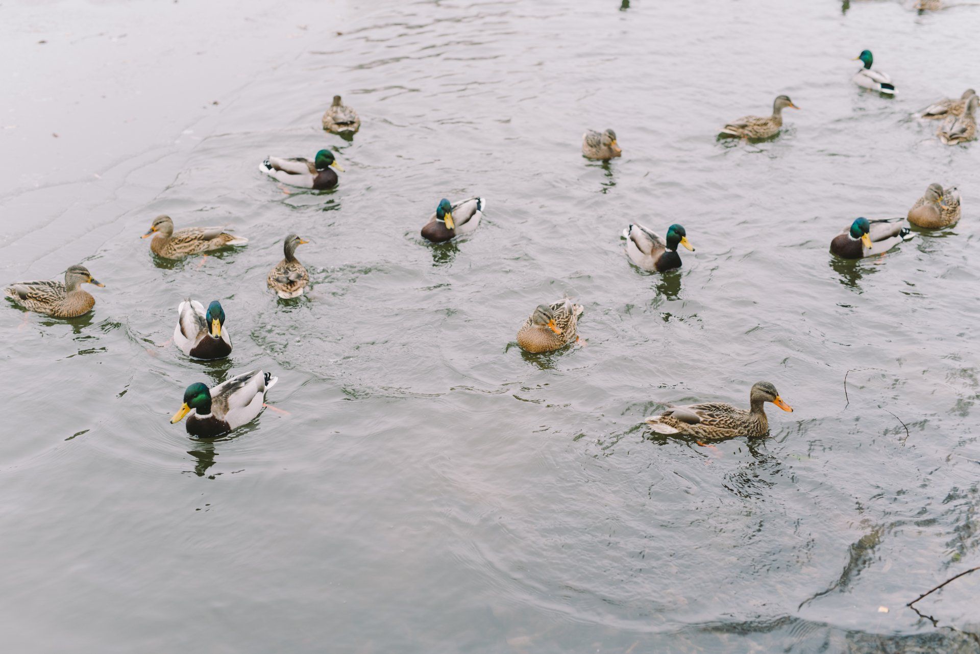 A group of ducks are swimming in a lake.