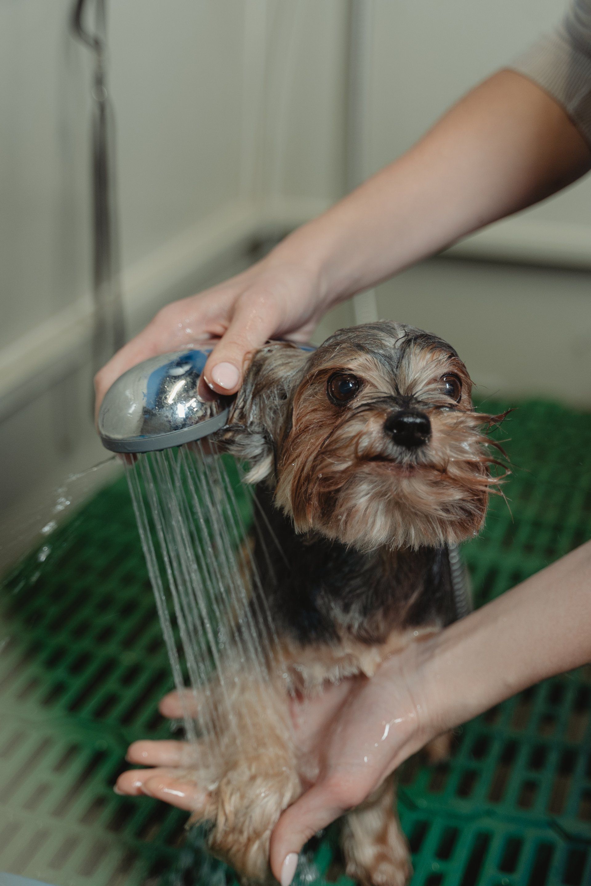 Dog being groomed and washed