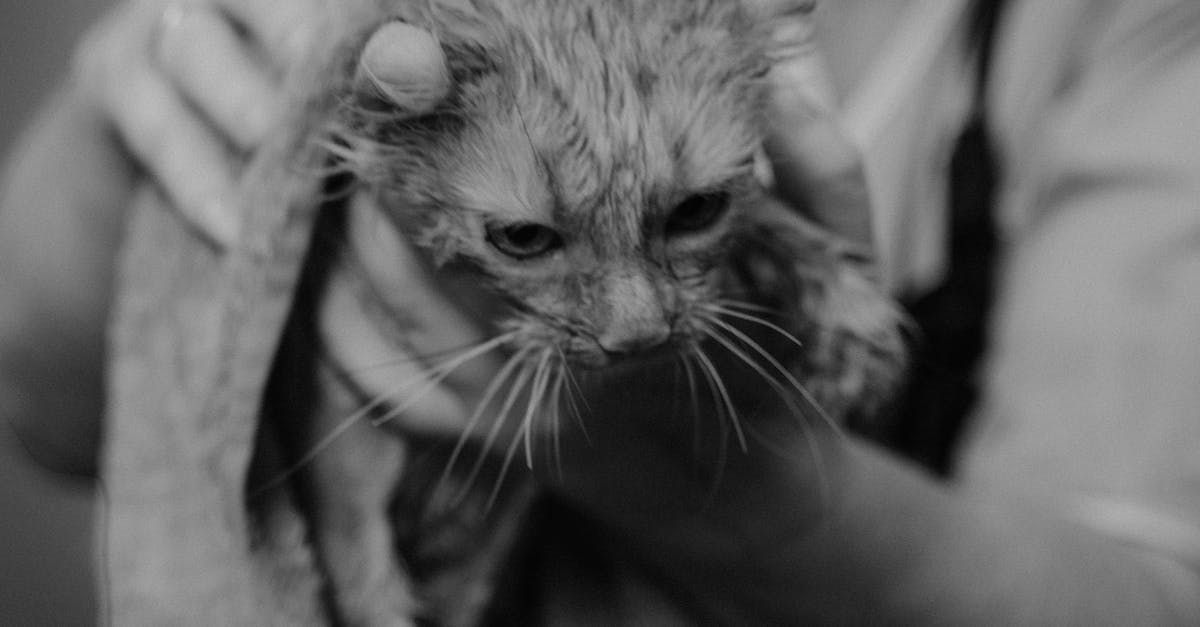 a grayscale picture of a wet cat being held in a towel and getting dried off