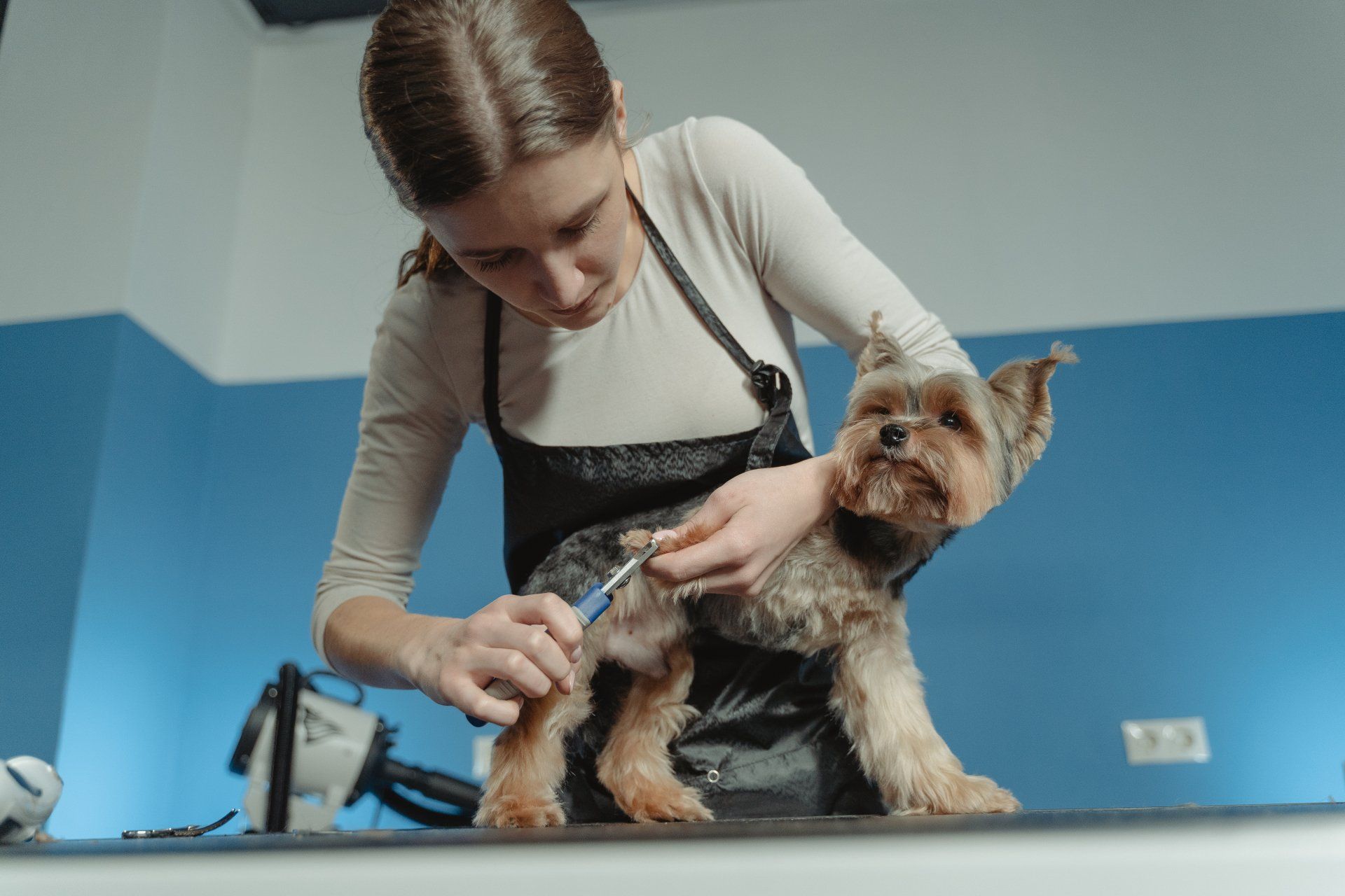 Dog Grooming Services for the College Station, TX & Bryan, TX Community