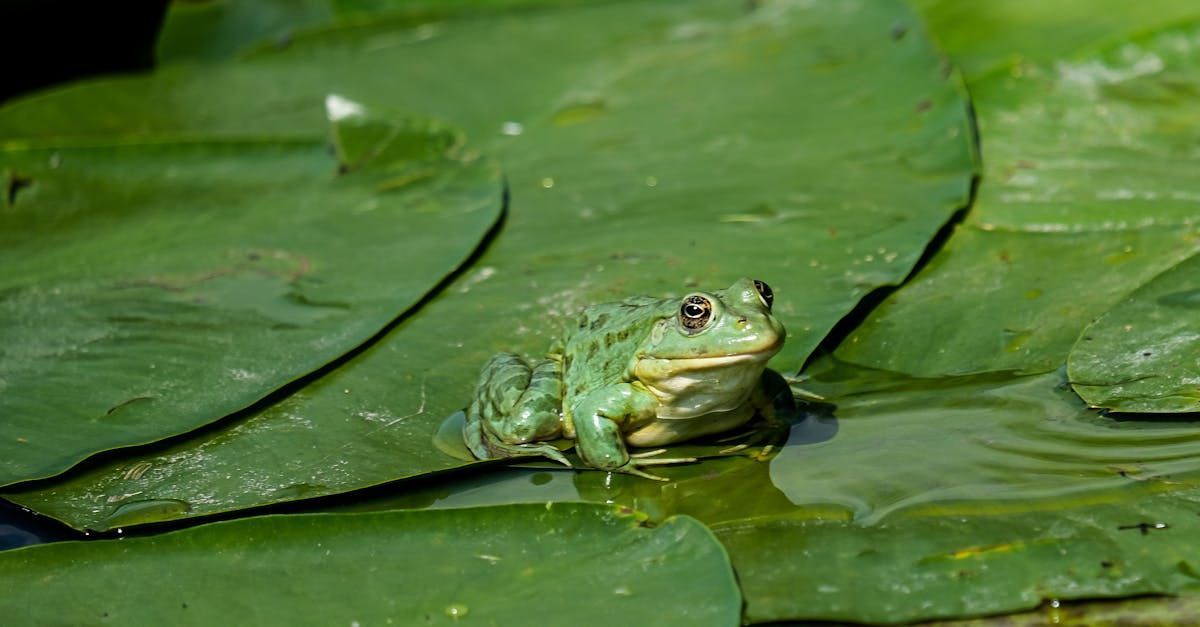 A frog is sitting on a lily pad in a pond.