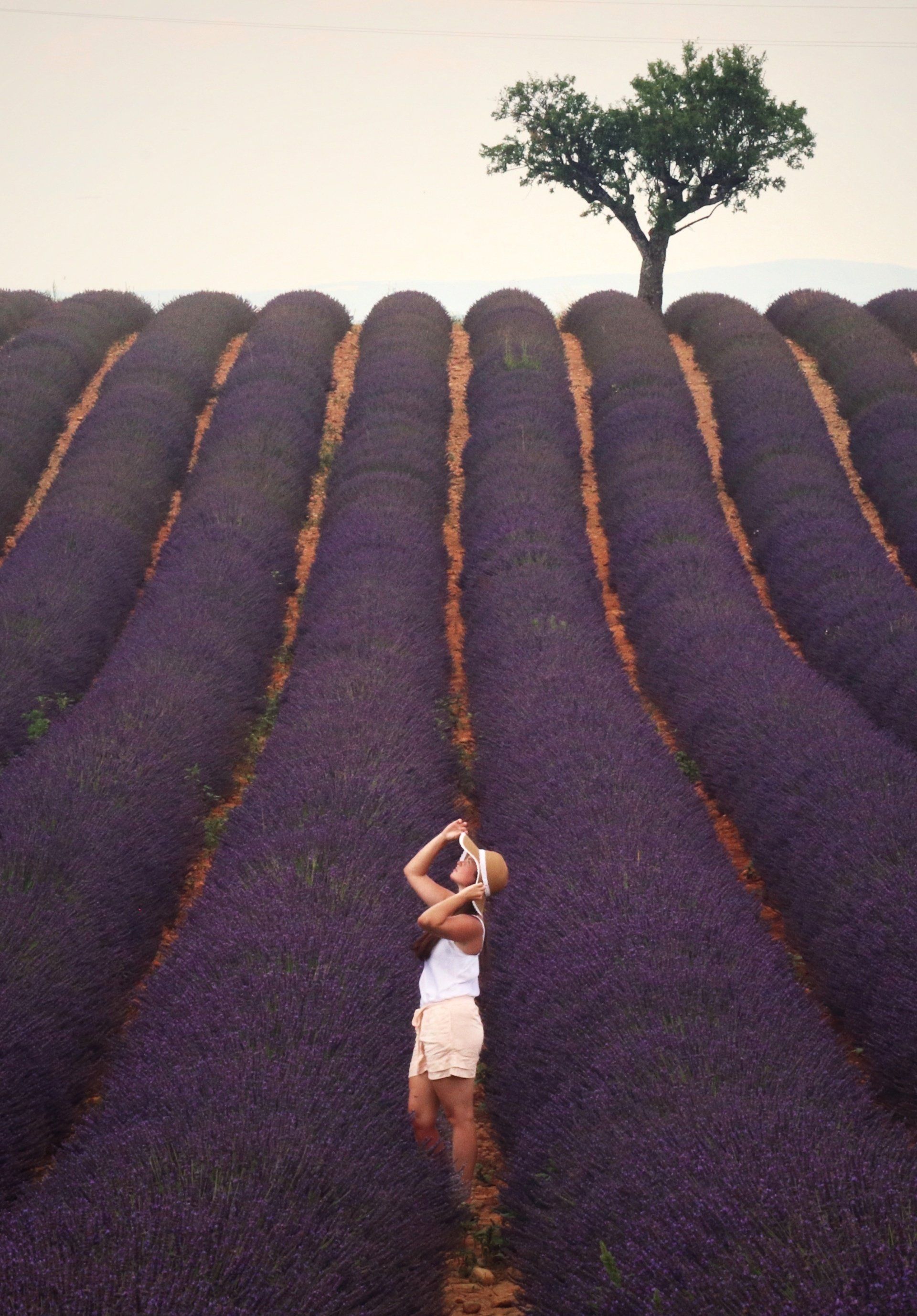 A woman laying in a lavender field with a tree in the background