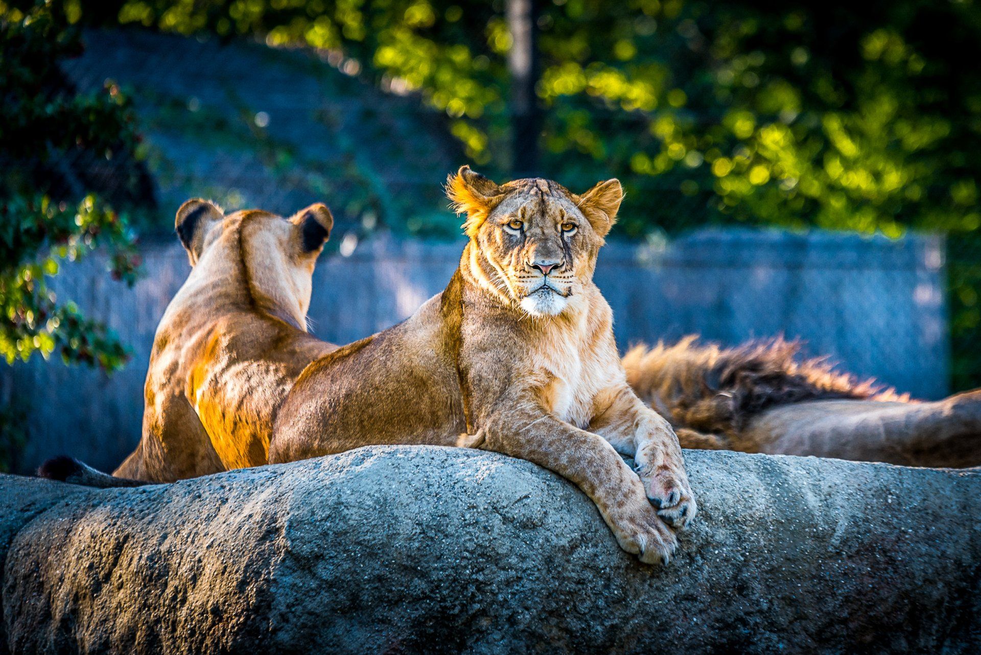 A couple of lions laying on top of a rock.