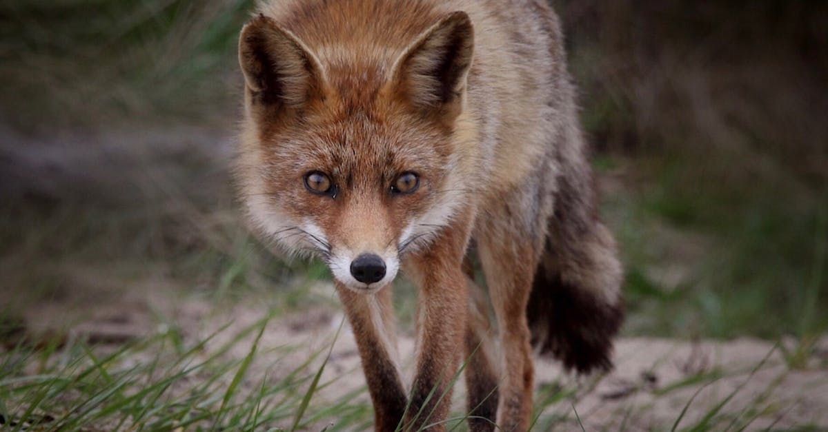 The Fox - A Poem by Sue Cartwright, Spiral Leaf