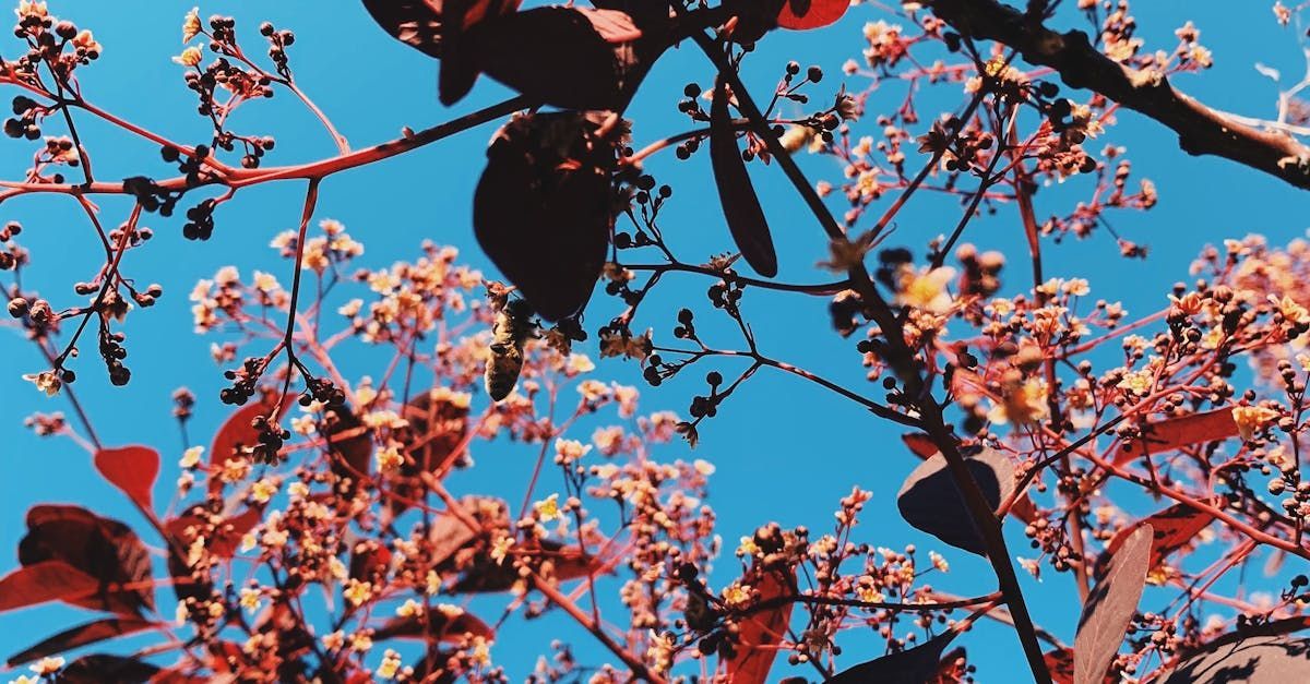 Un arbre avec des fleurs et des feuilles contre un ciel bleu.