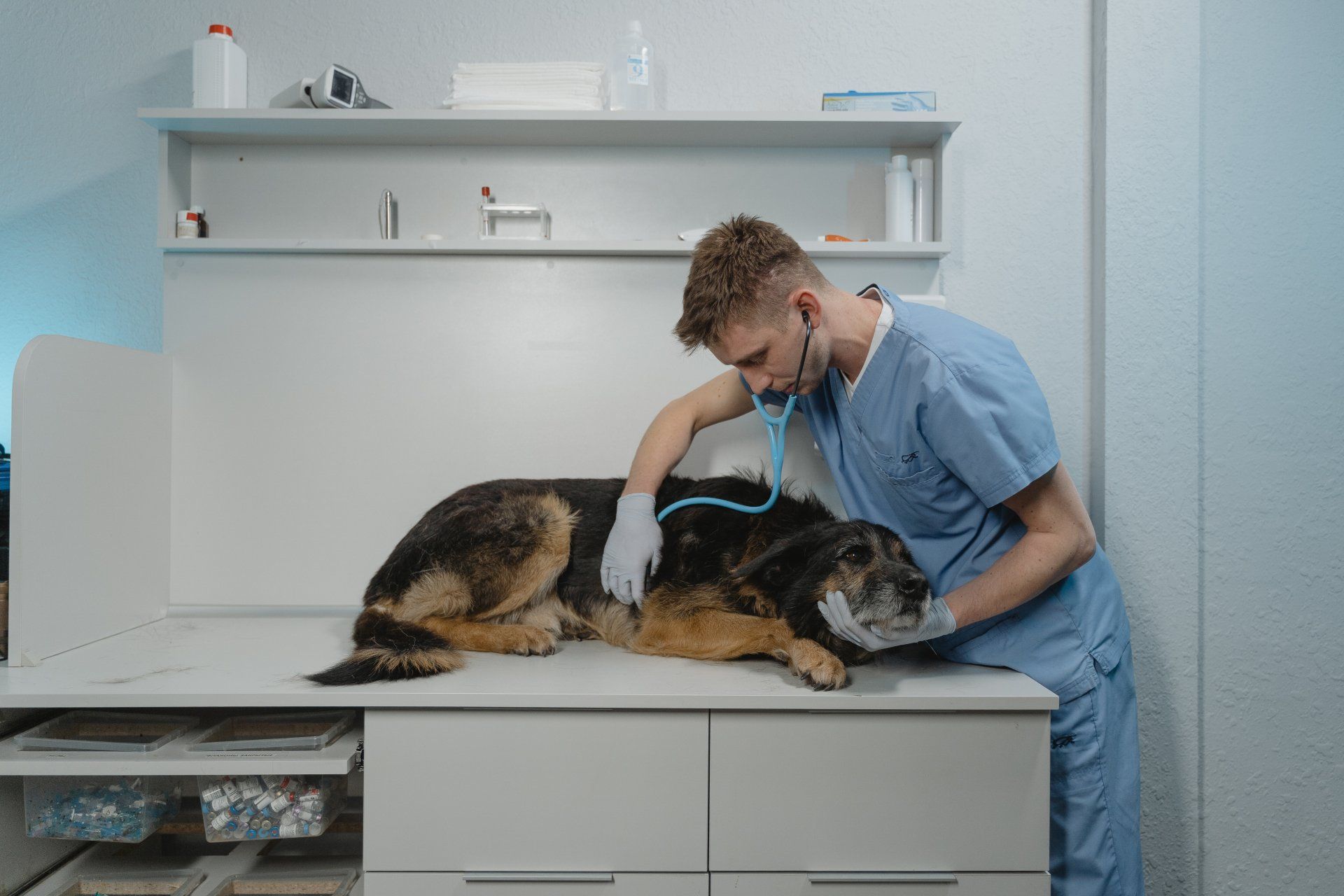 veterinarian checking dog's heartbeat - Transit Animal Hospital Williamsville, NY