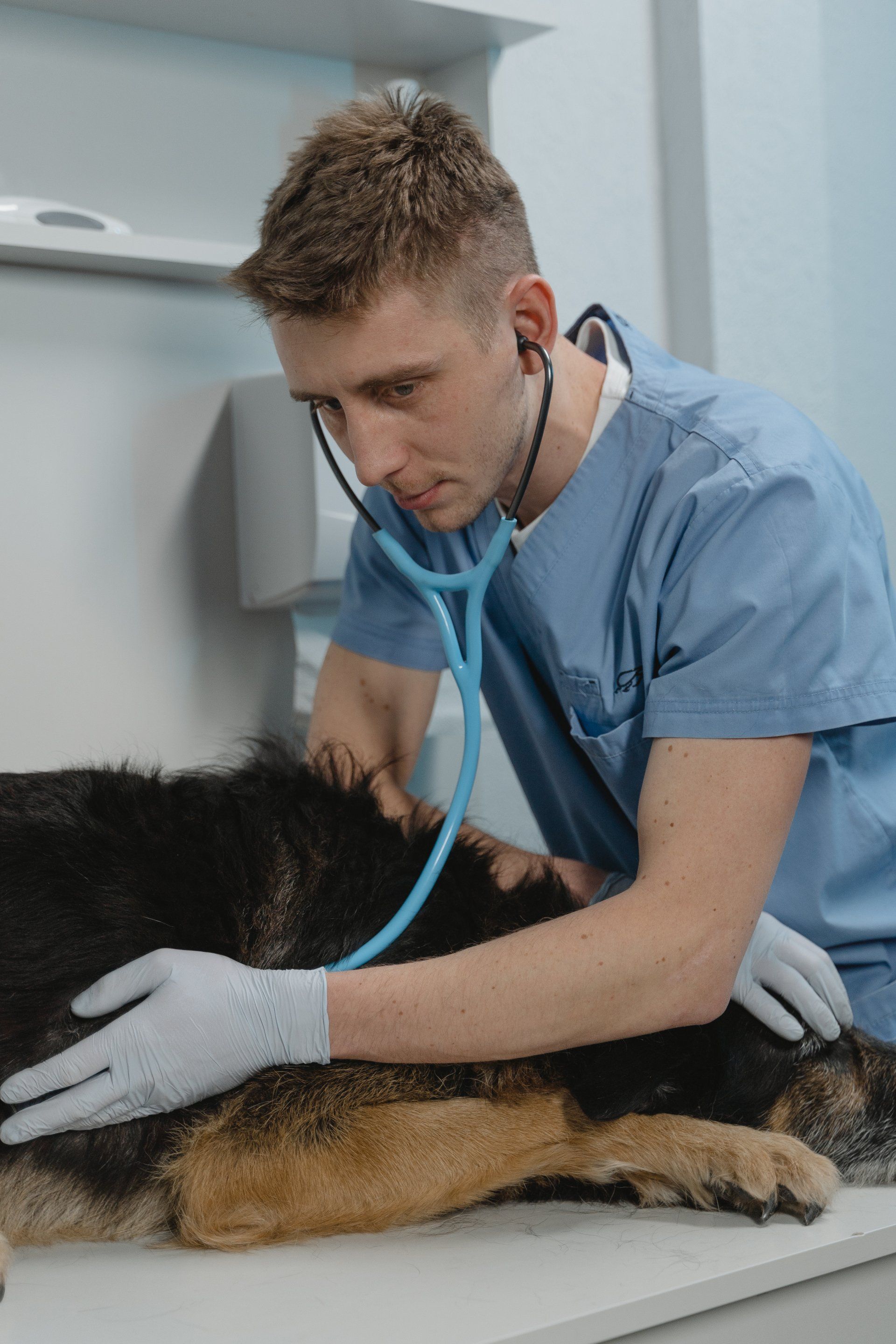 a veterinarian is examining a dog with a stethoscope .