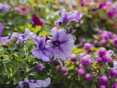 Garden Center and Retail Services 