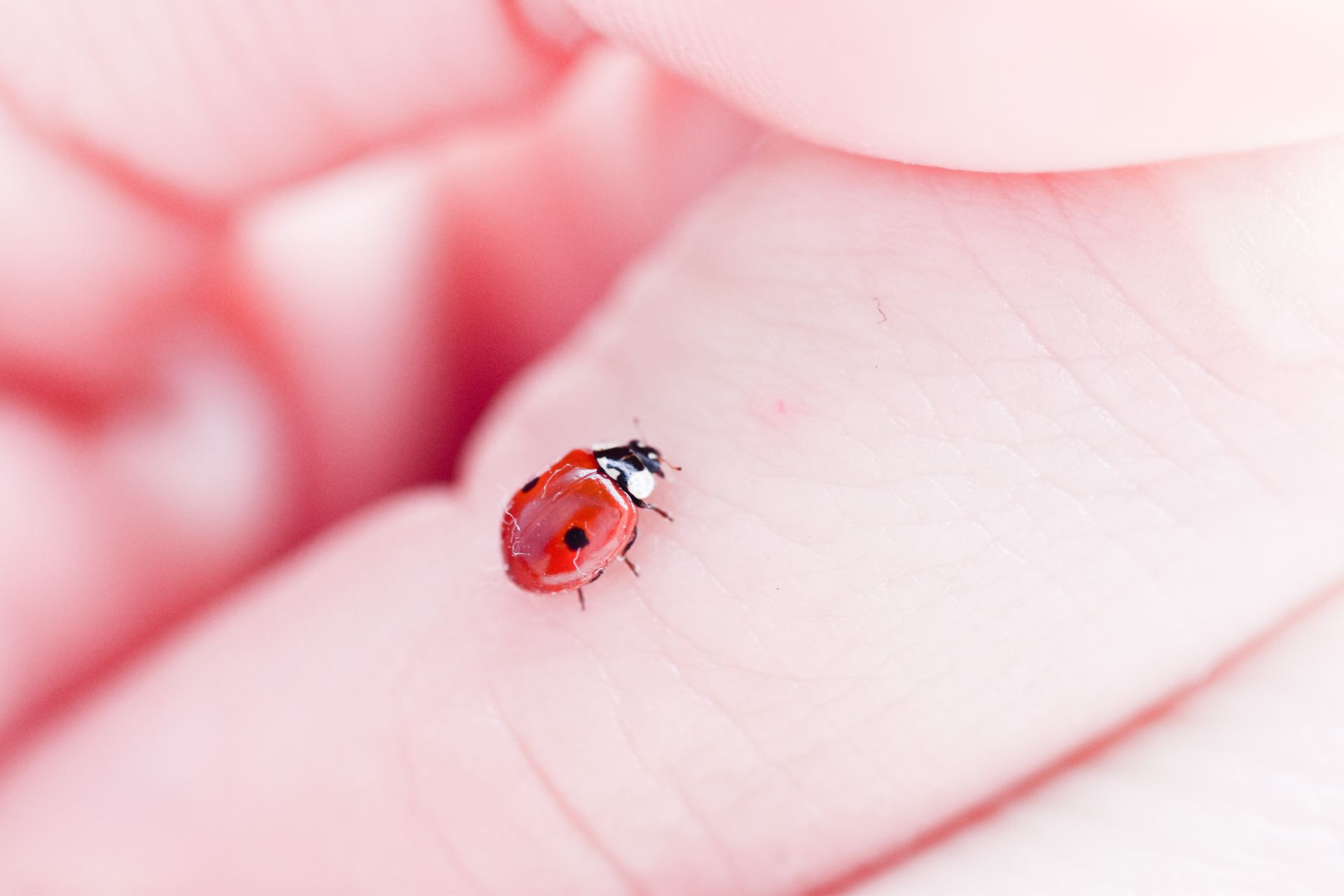 A two spotted ladybug is sitting on a person 's finger.
