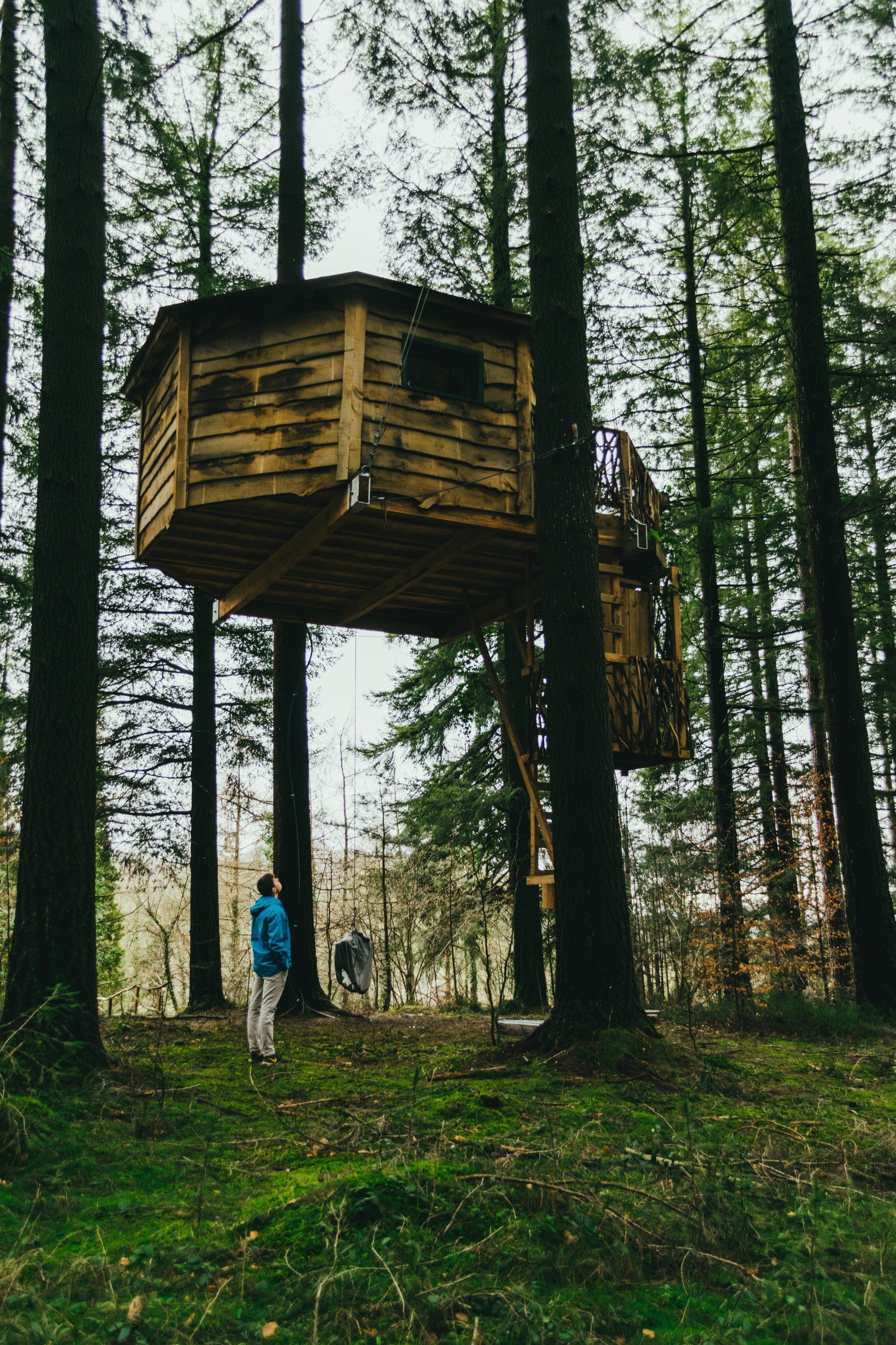 A tree house is hanging from a tree in the middle of a forest.