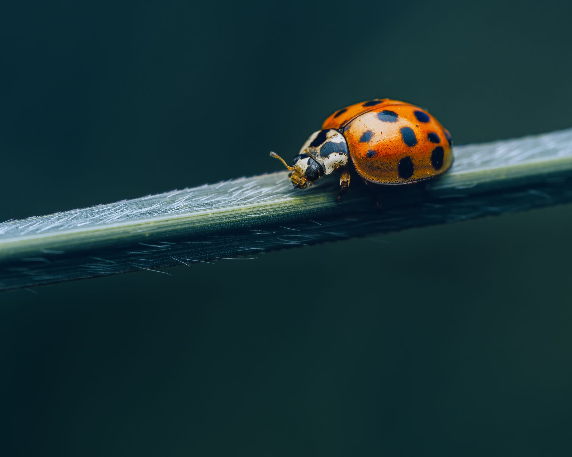 A ladybug is sitting on a leaf on a stick.