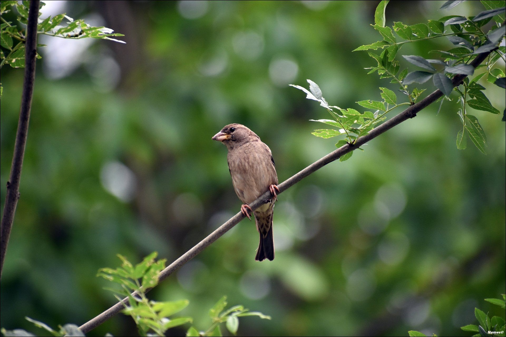 A small bird perched on a wire in a tree.