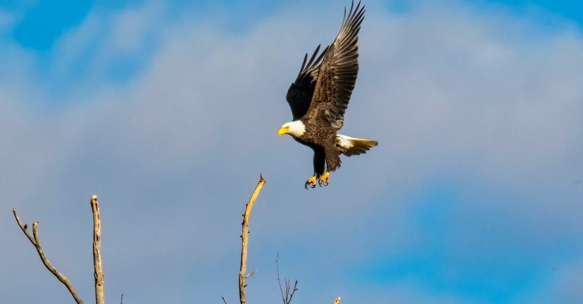 Bald Eagle in Big Bear