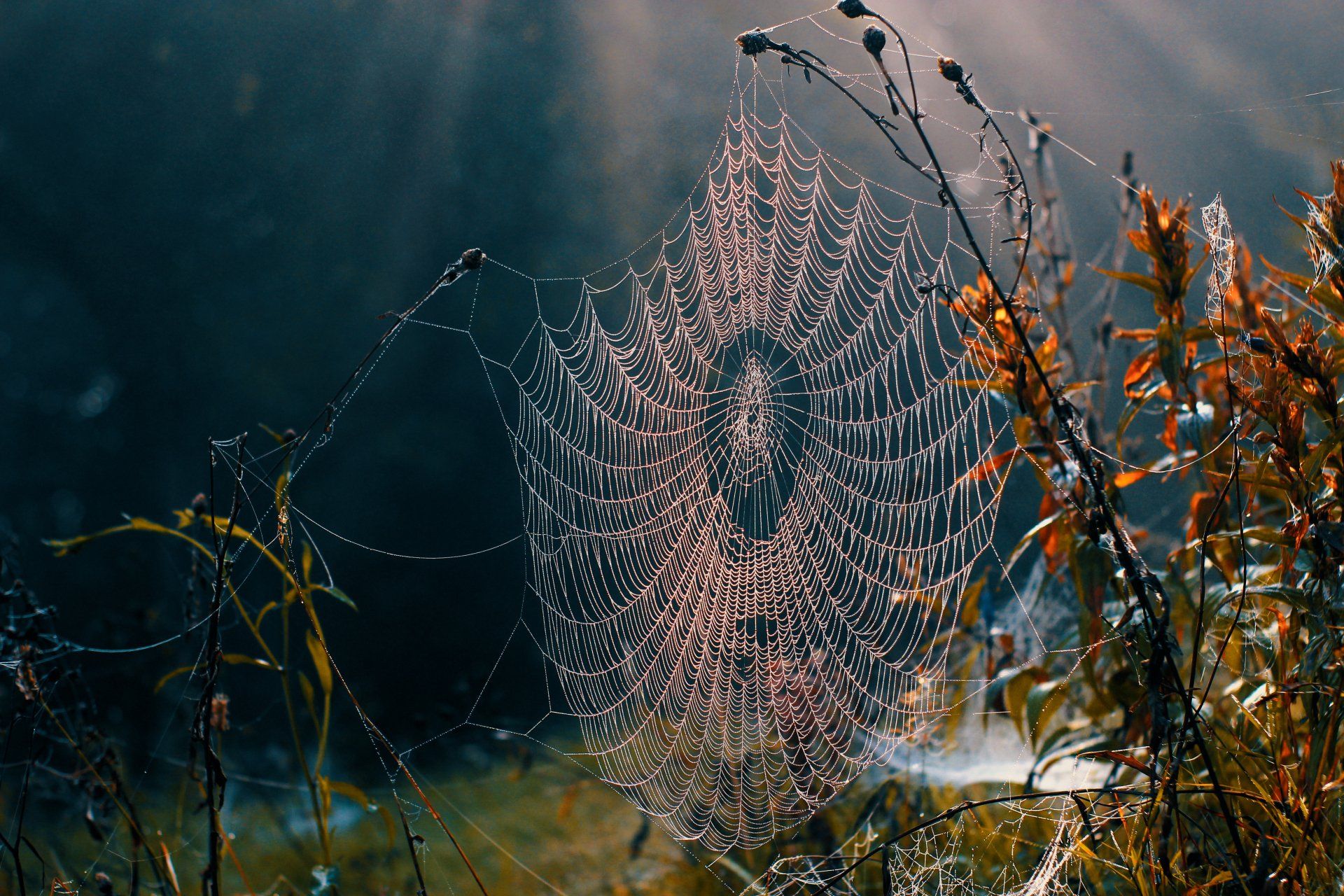 a spider web in a field with the sun shining through it