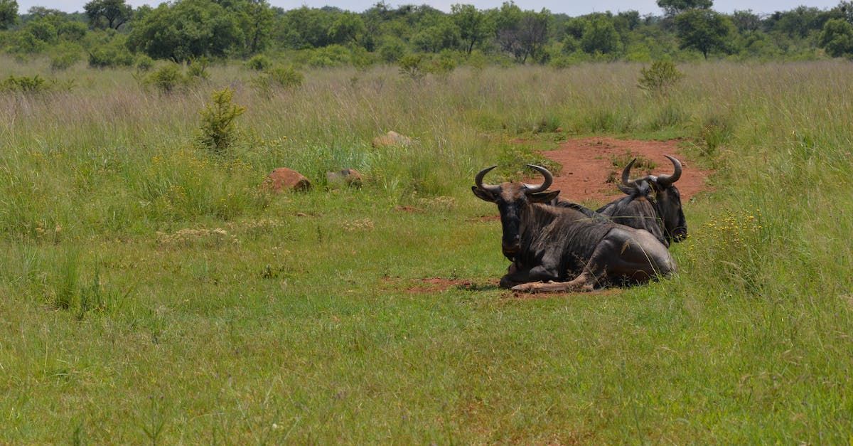 a herd of wildebeest laying down in a grassy field