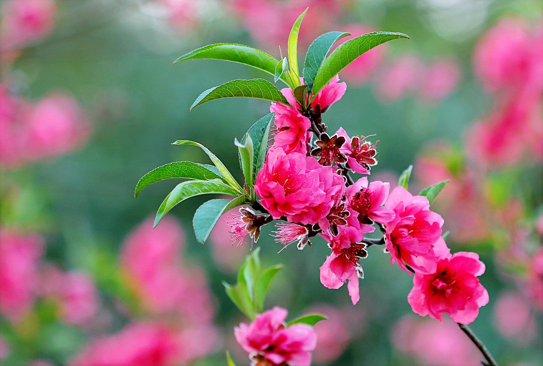 A close up of a pink flower with green leaves on a tree branch.