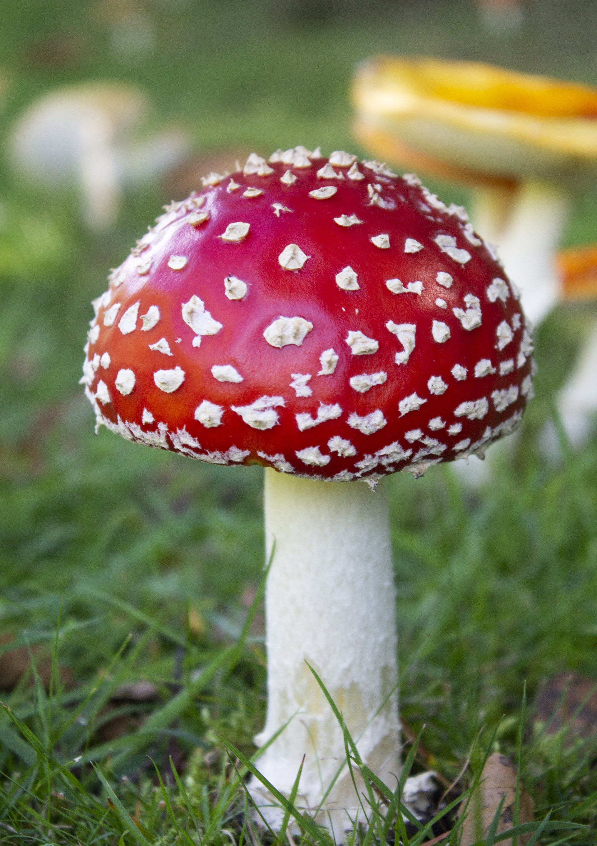 red and white mushroom amanita muscaria