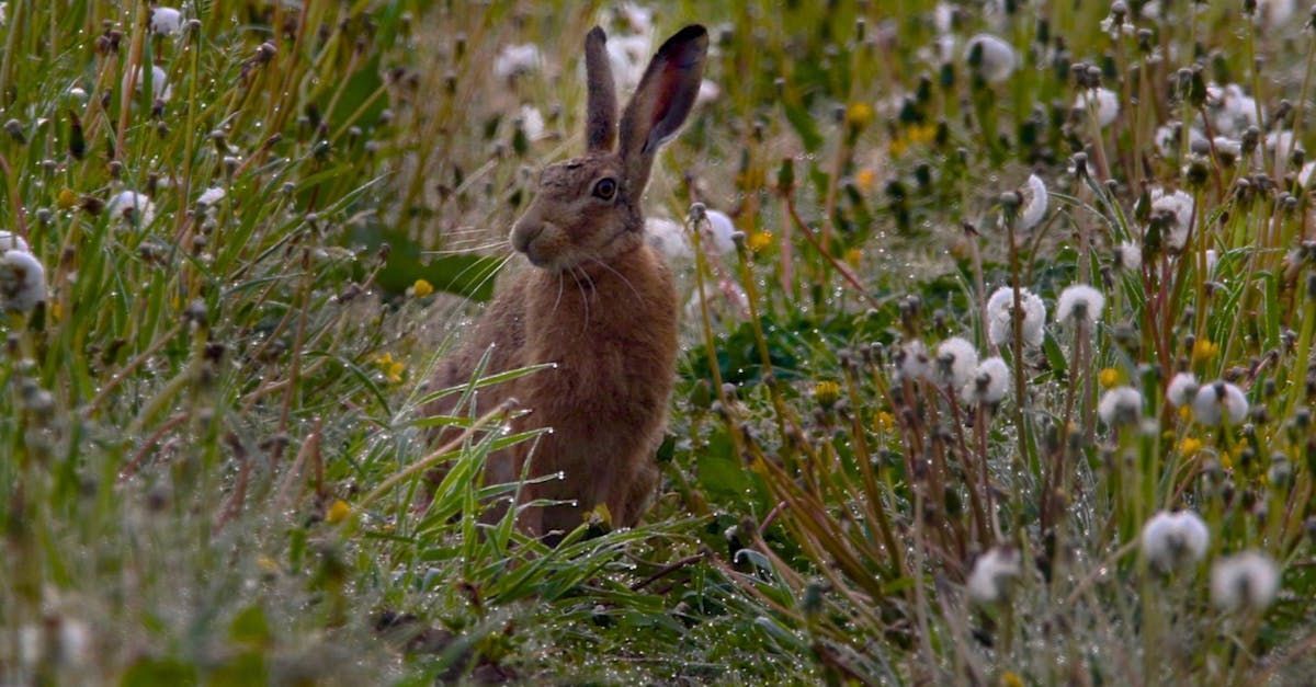 The Hare's Tale by Sue Cartwright, Spiral Leaf