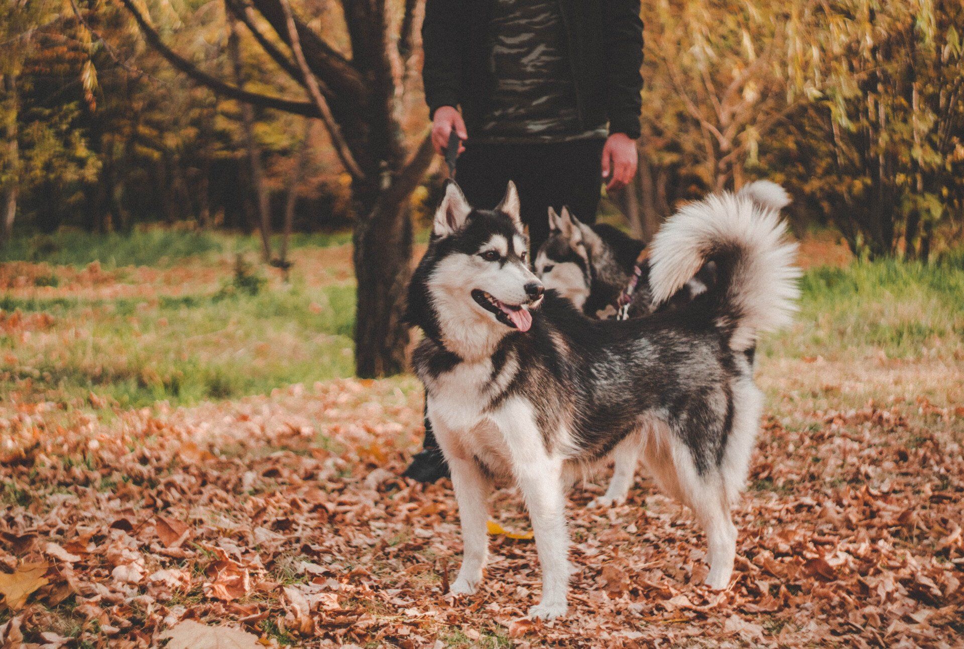 husky on walk in autumn