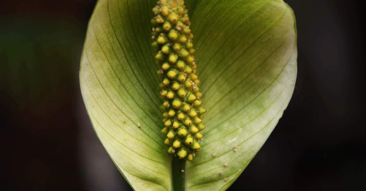 sumpträdgård (engelska: Bog Garden) - symboliseras här av en kalla