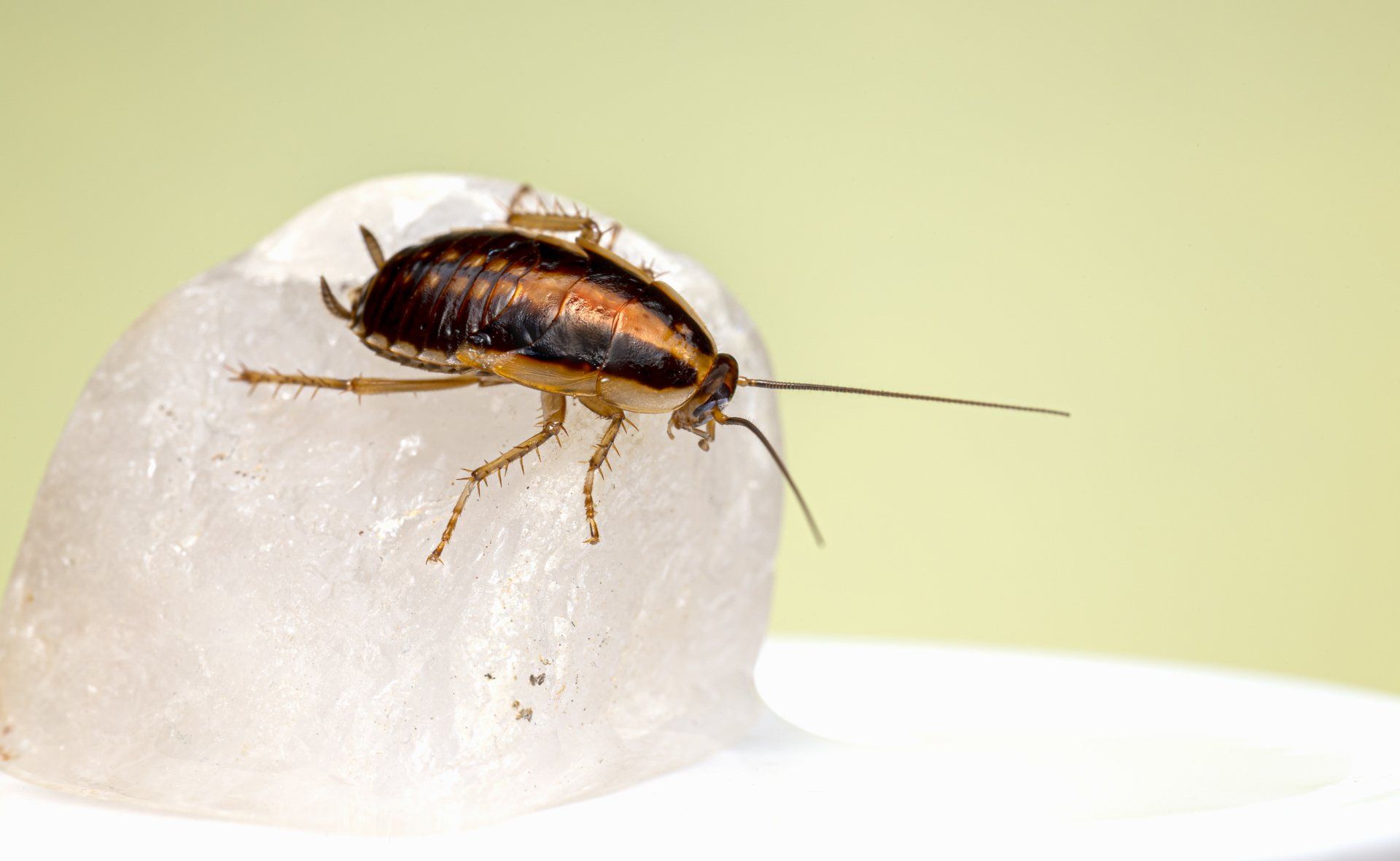 A cockroach in a home on the Sunshine Coast