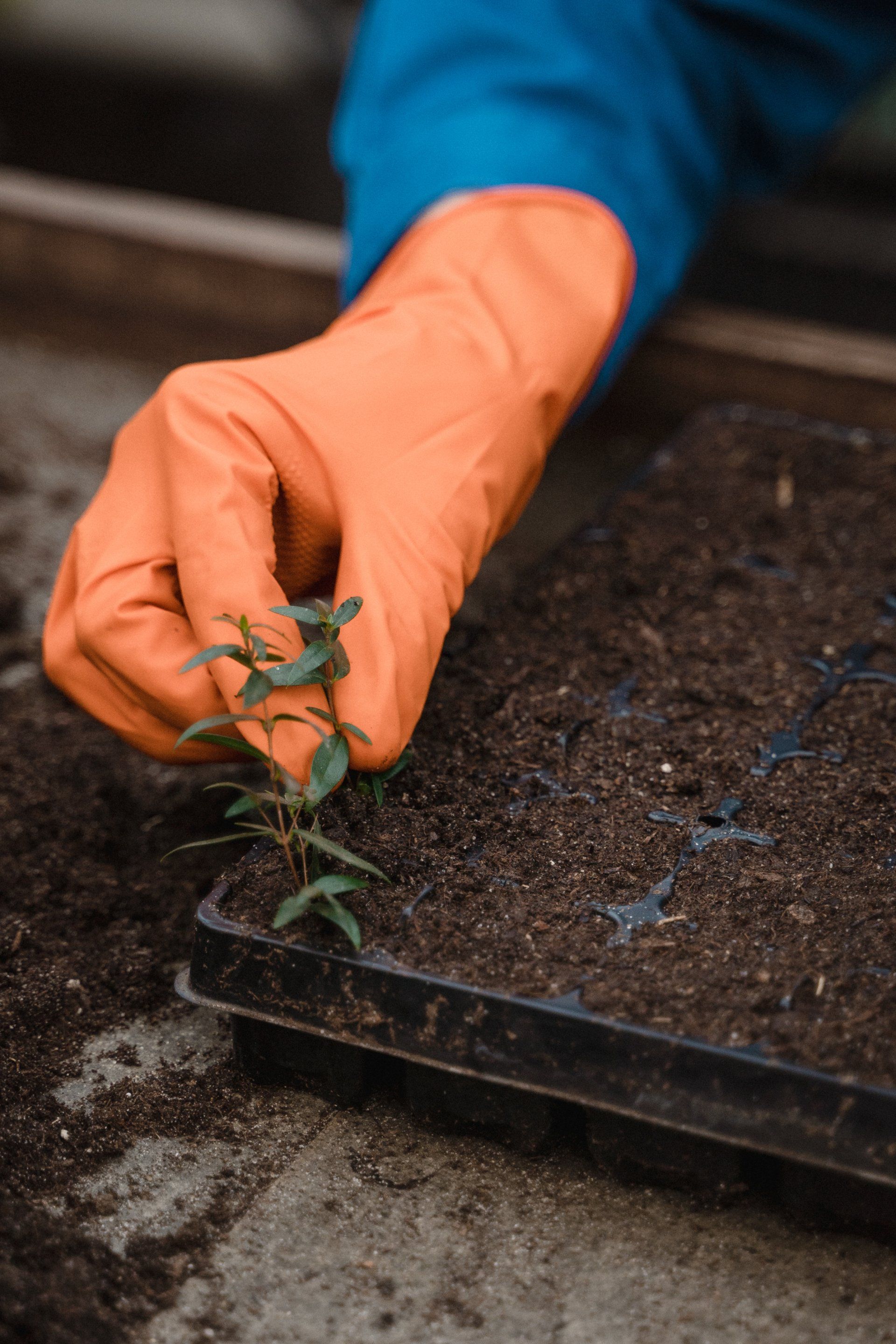 planting a seedling