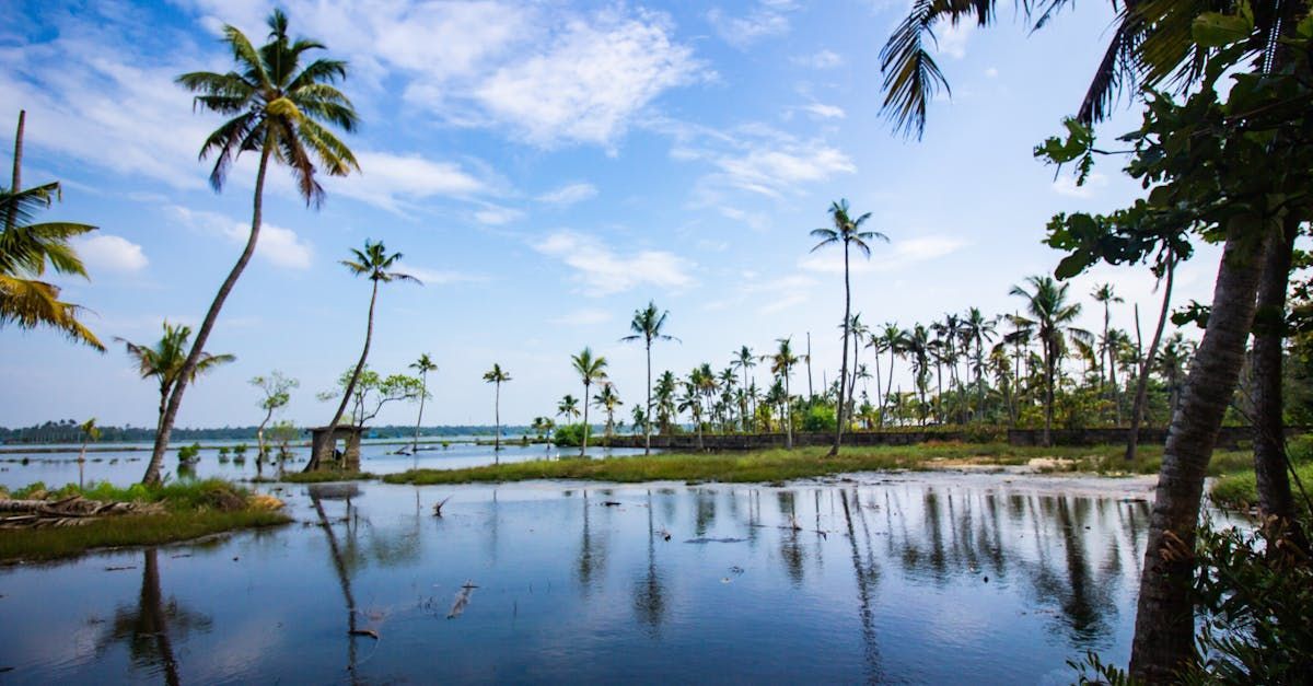 Backwaters of Alleppey in Kerala, India.