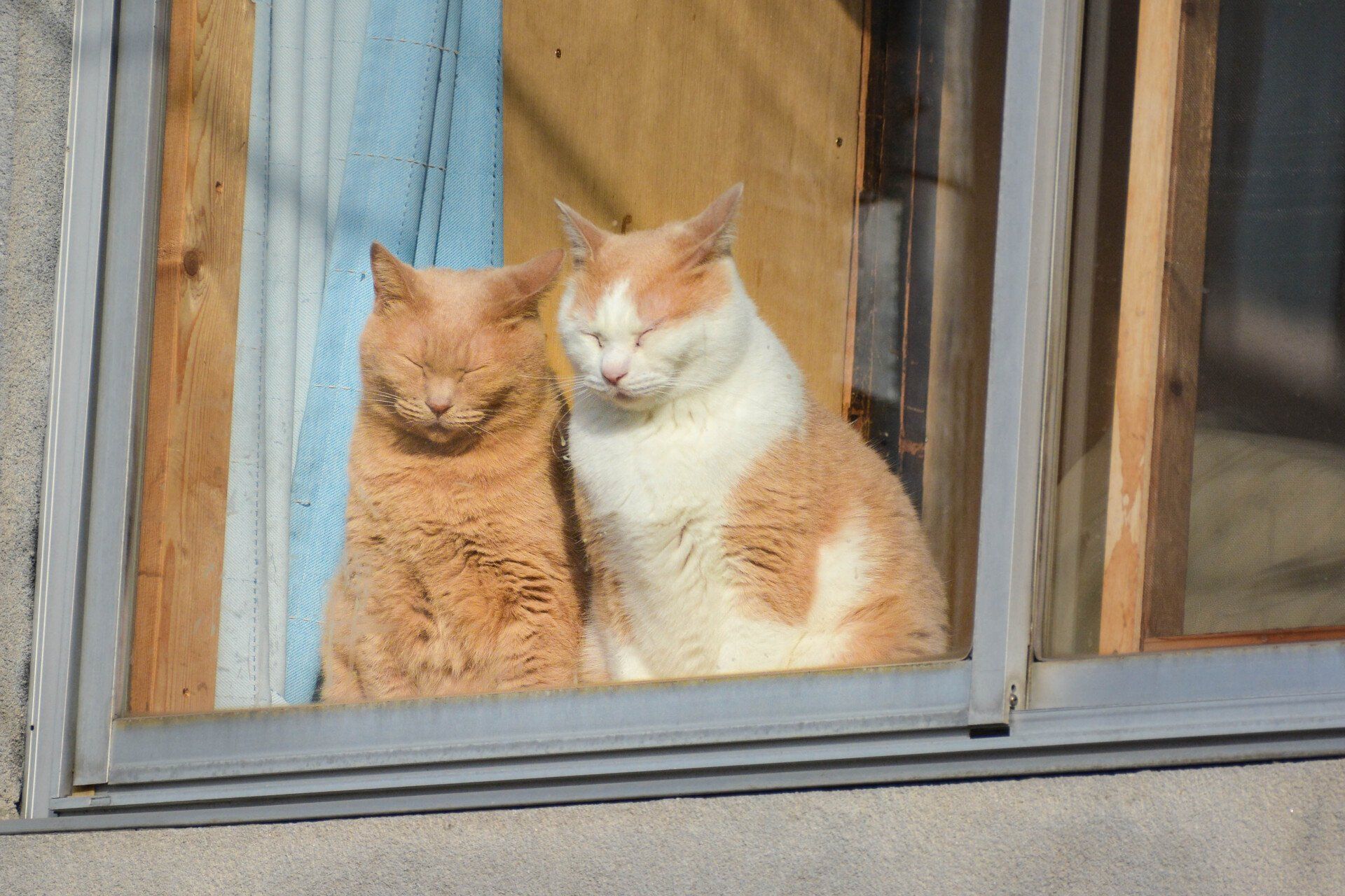 Two cats are sitting next to each other in a window.