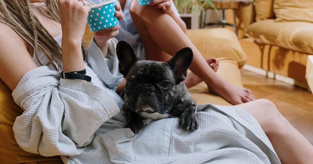 a woman is sitting on a couch with a french bulldog puppy on her lap .