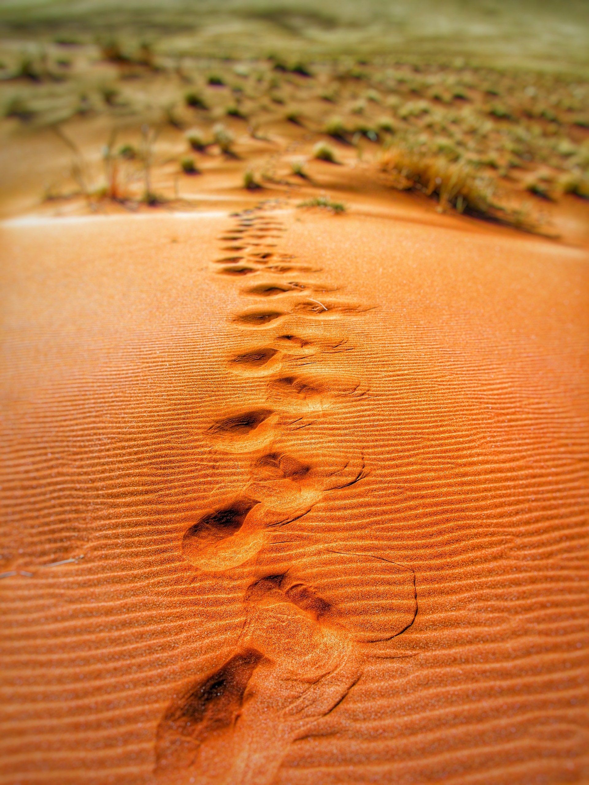 There are footprints in the sand in the desert.