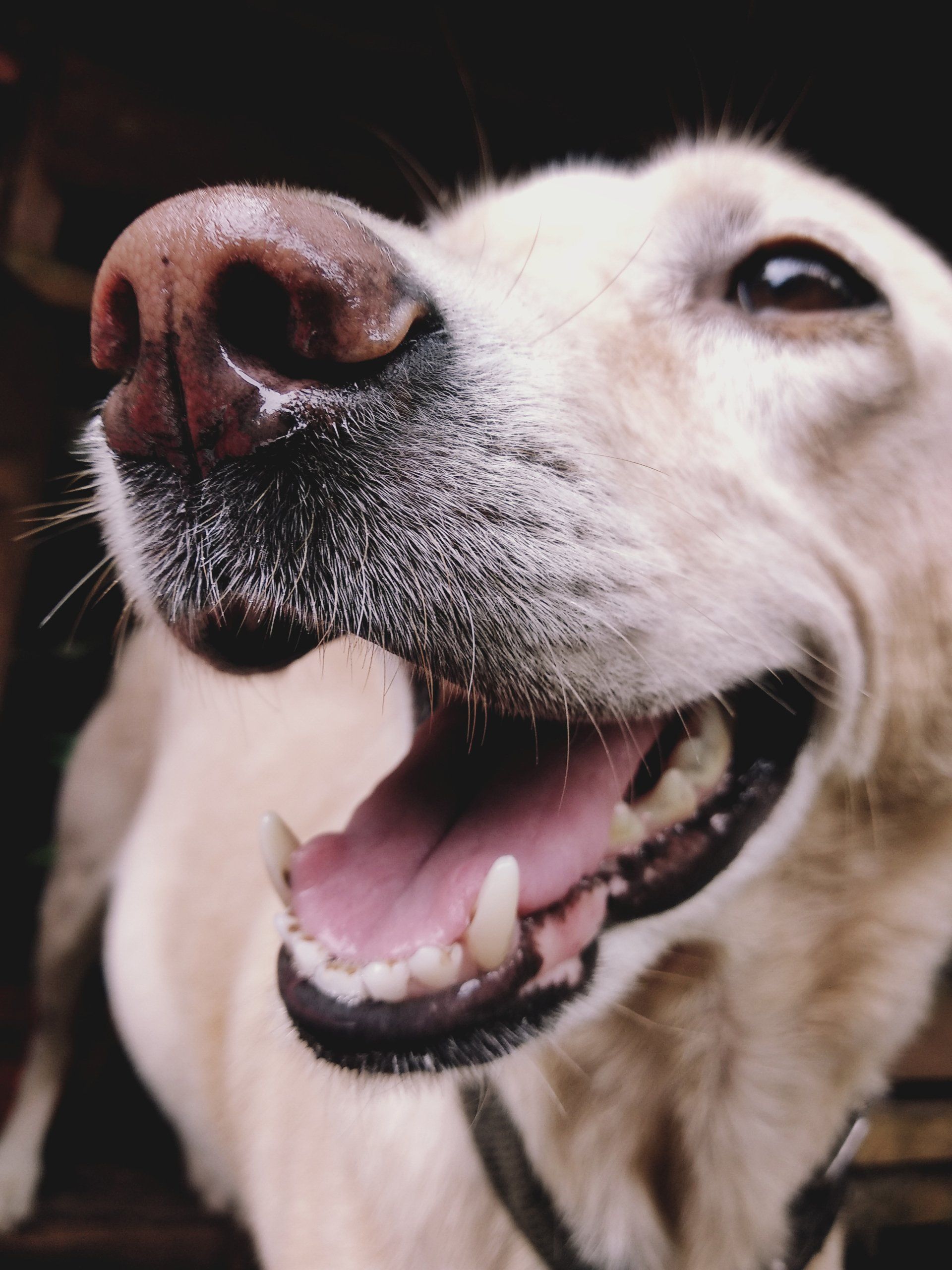 happy dog with a big smile after teeth cleaning